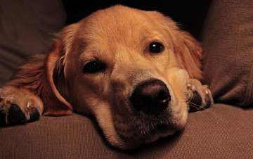 Картинка животные собаки собака морда взгляд