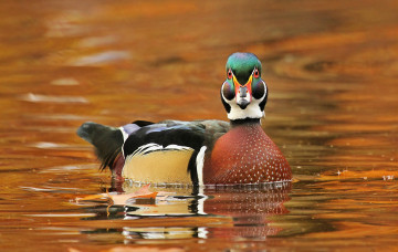 Картинка животные утки утка вода
