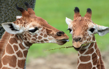 Картинка животные жирафы