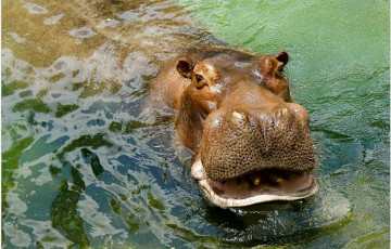 Картинка животные бегемоты водоем бегемот