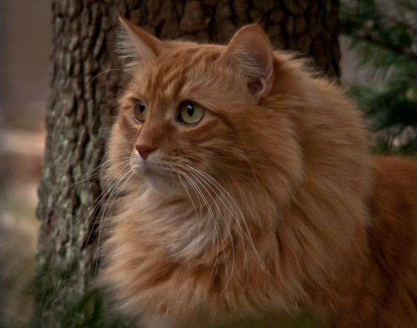 Обои картинки фото животные, коты, взгляд, кот, рыжий, мейн-кун