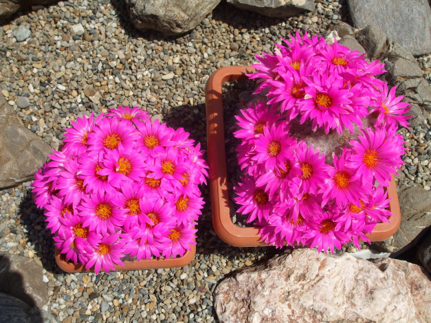 Обои картинки фото цветы, кактусы, кактус, камни