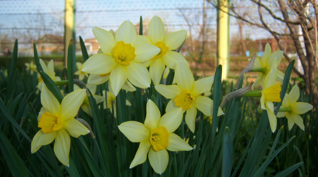Обои картинки фото цветы, нарциссы, много