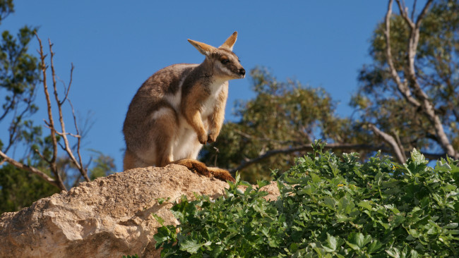Обои картинки фото животные, кенгуру, камень