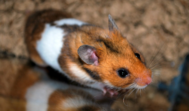 Обои картинки фото животные, морские свинки,  хомяки, хомячок