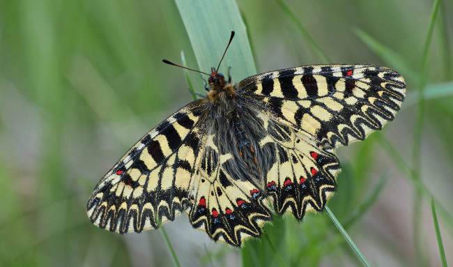 Обои картинки фото животные, бабочки, бабочка