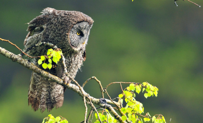 Обои картинки фото животные, совы