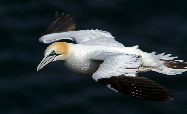 Обои картинки фото животные, олуши, полет, птица