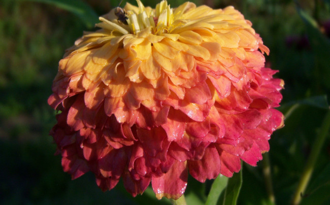 Обои картинки фото цветы, цинния, двухцветный