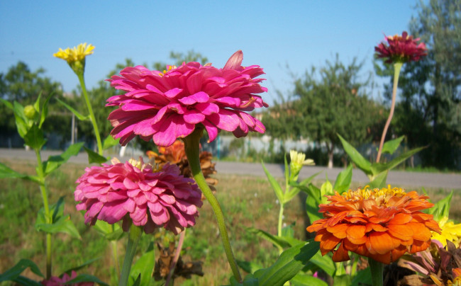 Обои картинки фото цветы, цинния, разные