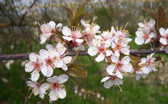 Обои картинки фото цветы, цветущие деревья ,  кустарники, алыча, красная, весна