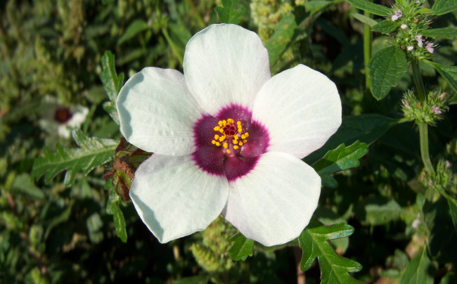 Обои картинки фото цветы, луговые , полевые,  цветы, бледно-желтый, один