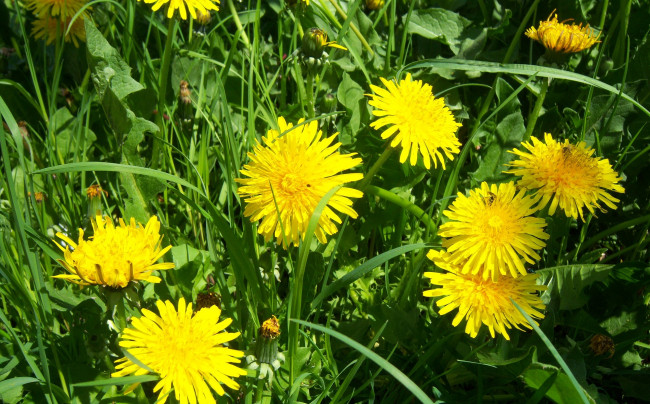 Обои картинки фото цветы, одуванчики, зелень, солнце