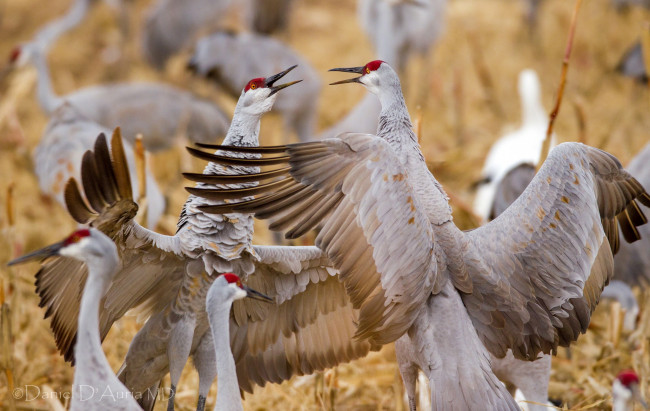 Обои картинки фото животные, журавли, танец