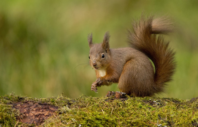 Обои картинки фото животные, белки, зверек