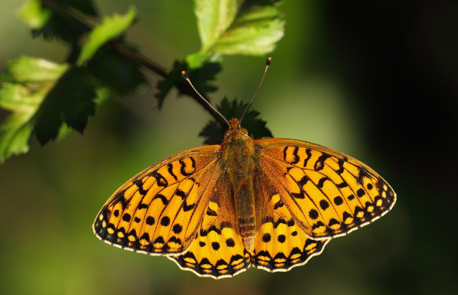 Обои картинки фото животные, бабочки, бабочка