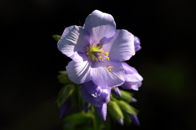 Обои картинки фото цветы, цветок