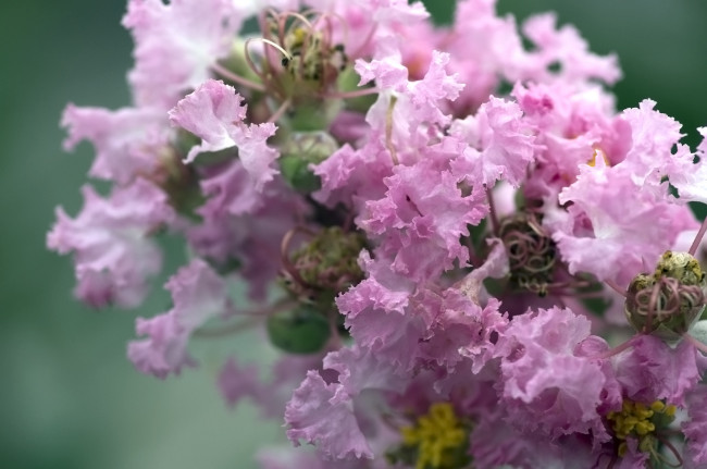 Обои картинки фото цветы, лагерстрёмия, индийская, сирень