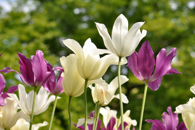 Обои картинки фото цветы, тюльпаны, бутоны