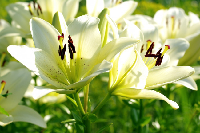 Обои картинки фото цветы, лилии,  лилейники, свет