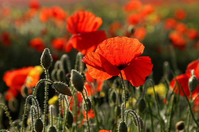 Обои картинки фото цветы, маки, красный