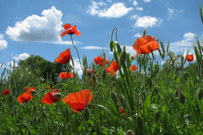 Обои картинки фото цветы, маки, поле