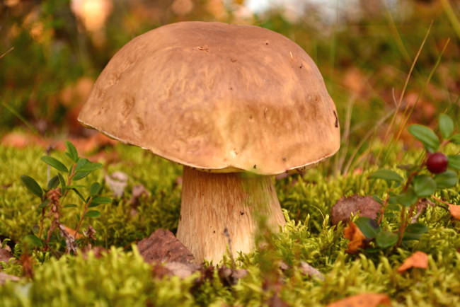 Обои картинки фото природа, грибы, гриб