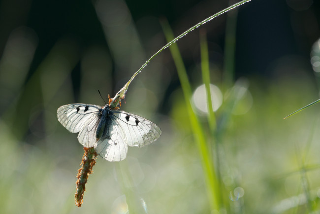 Обои картинки фото животные, бабочки, роса, капли, бабочка, олосок, блики