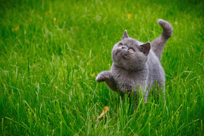 Обои картинки фото животные, коты, котенок, трава