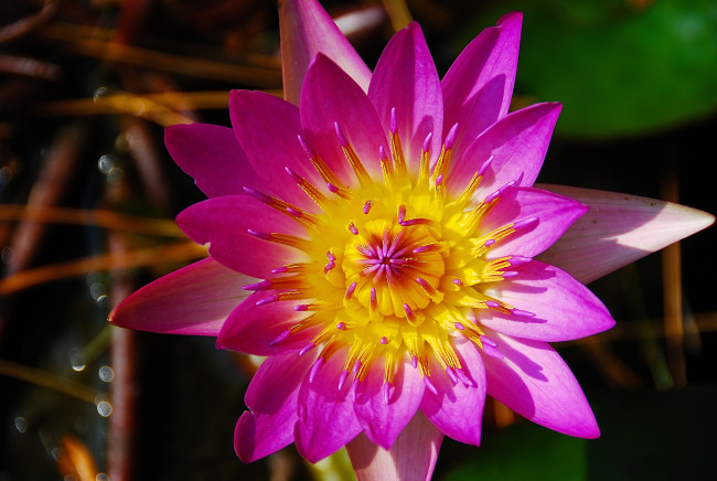 Обои картинки фото цветы, лилии водяные,  нимфеи,  кувшинки, лепестки, цветок