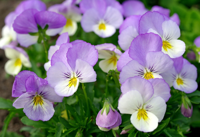 Обои картинки фото цветы, анютины глазки , садовые фиалки, сиреневый