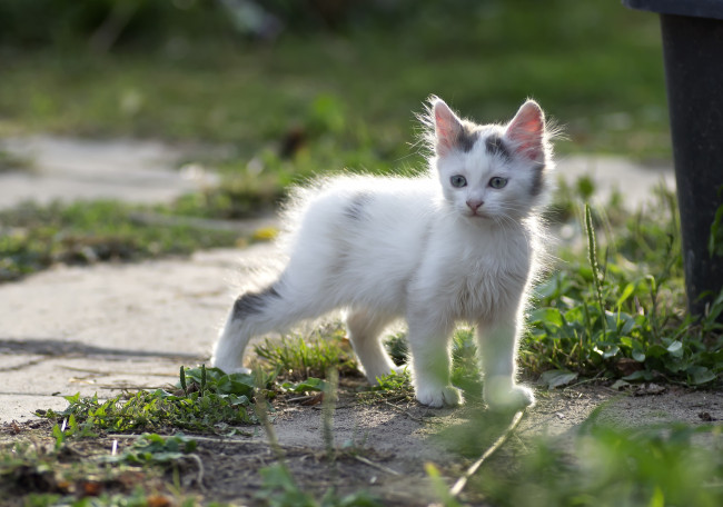 Обои картинки фото животные, коты, котенок