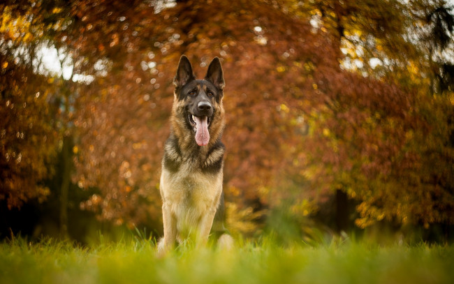 Обои картинки фото животные, собаки, друг, взгляд, собака