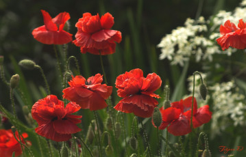 Картинка цветы маки красный луг