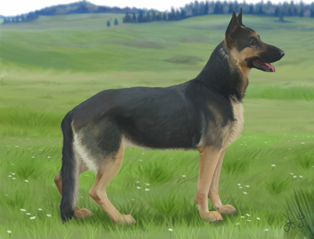 Обои картинки фото рисованное, животные,  собаки, фон, взгляд, собаки, луг