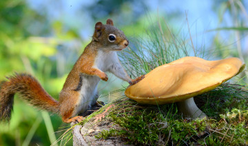 Картинка животные белки белка