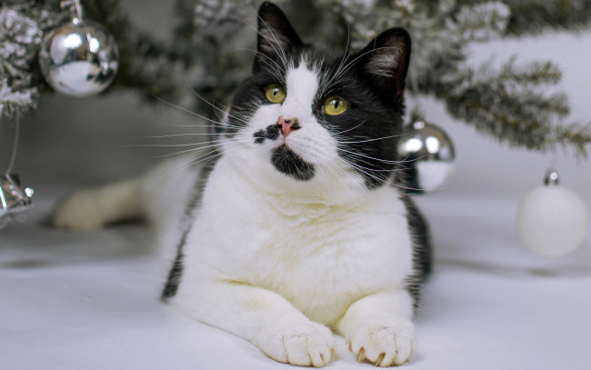 Обои картинки фото животные, коты, кот, ёлочные, зеленоглазый, новый, год, мордашка, хвоя