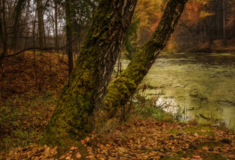 Картинка природа реки озера простор