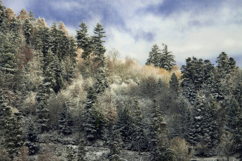 Картинка природа лес простор