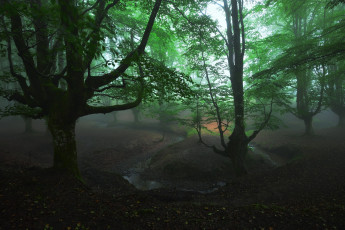 Картинка природа лес простор