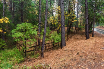 Картинка природа лес простор