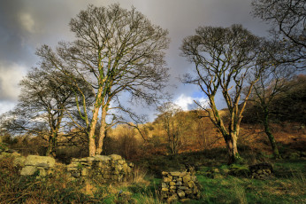 Картинка природа деревья простор