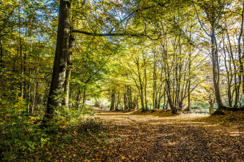 Картинка природа дороги простор