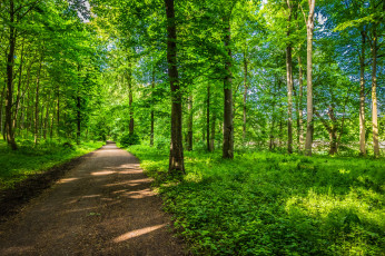 Картинка природа дороги простор