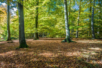 Картинка природа лес простор