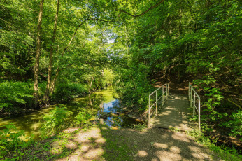 Картинка природа лес простор