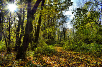 Картинка природа лес простор