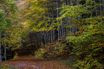 Картинка природа лес простор