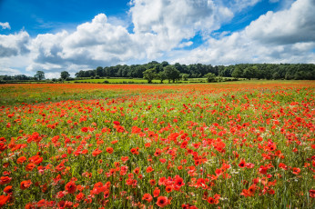 Картинка природа поля простор