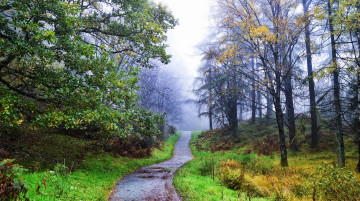 Картинка природа лес простор